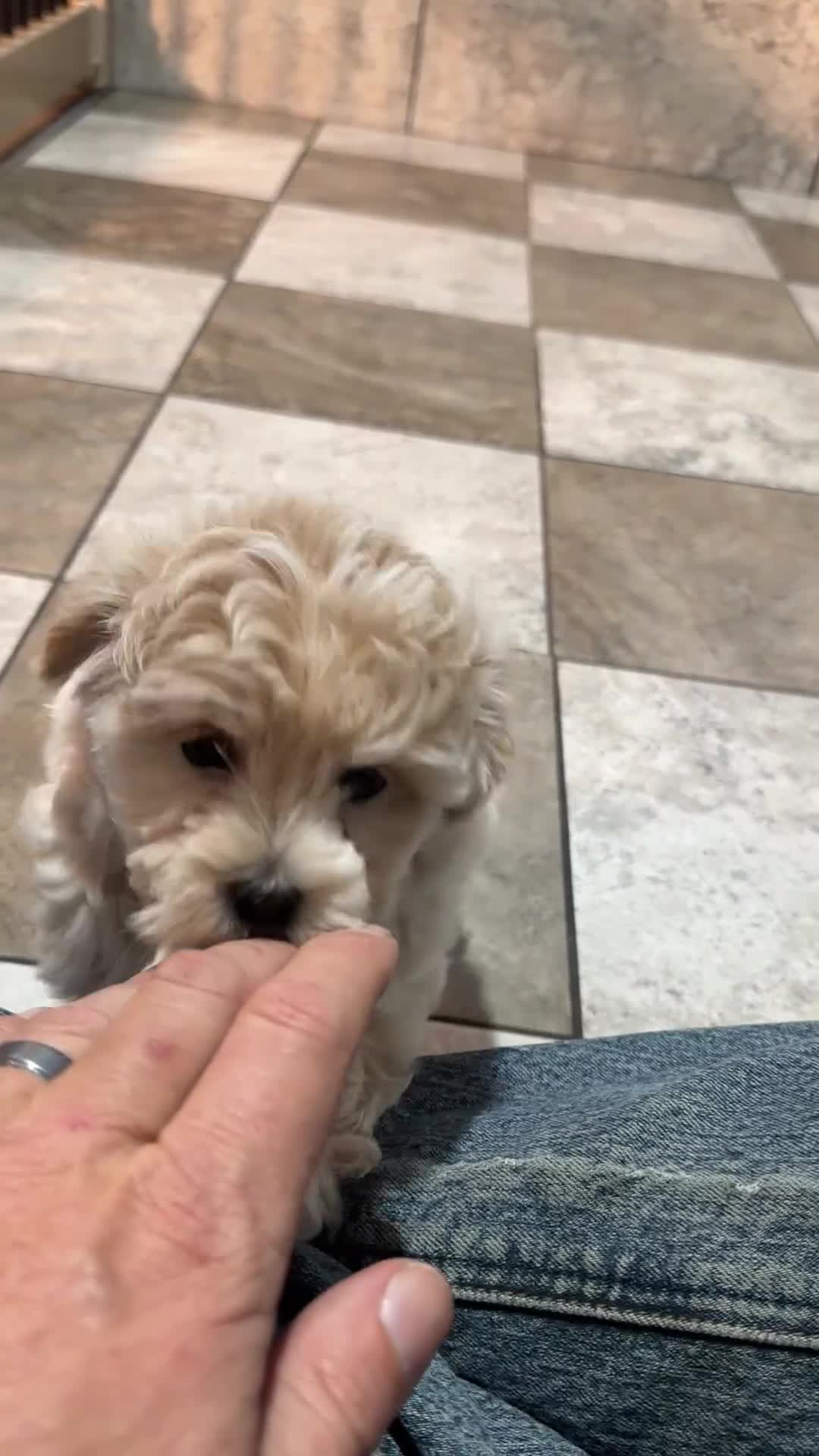 Maltipoo dogs for sale: Luna - Video 1