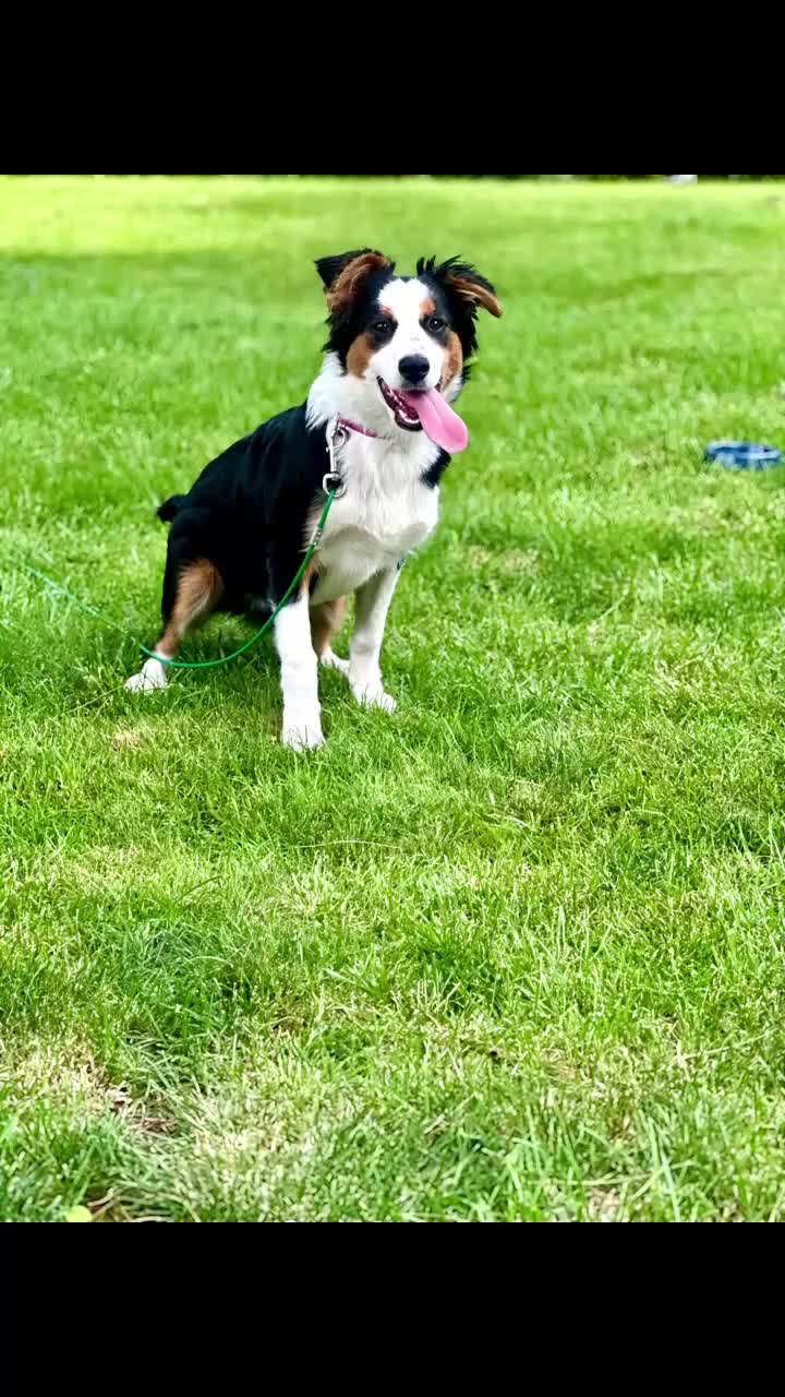 Australian Shepherd dogs for sale: Australian Shepherd 3 - Video 1