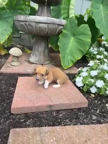 Jack Russell Terrier dogs for sale: Sparkle 💖  - Video 2