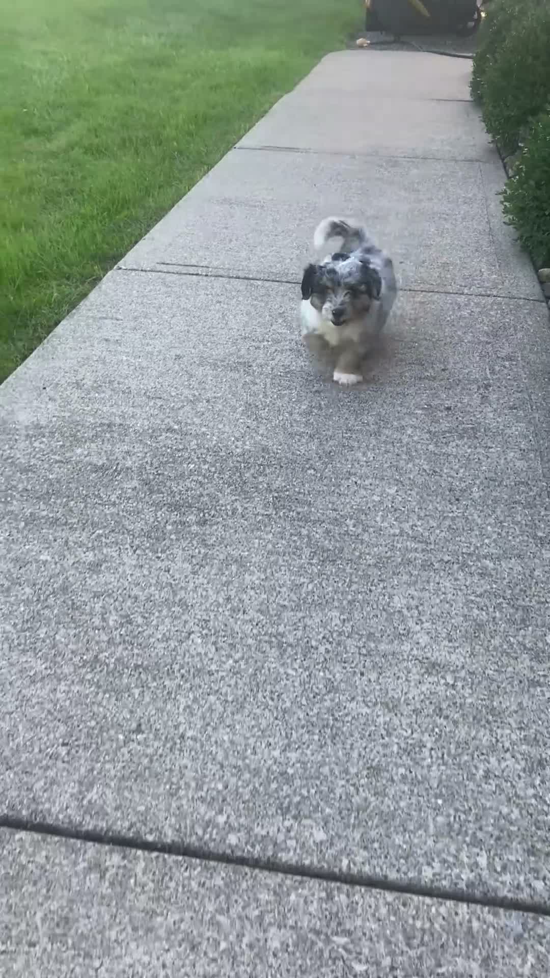 Mini Aussiedoodle dogs for sale: Dexter - Video 1