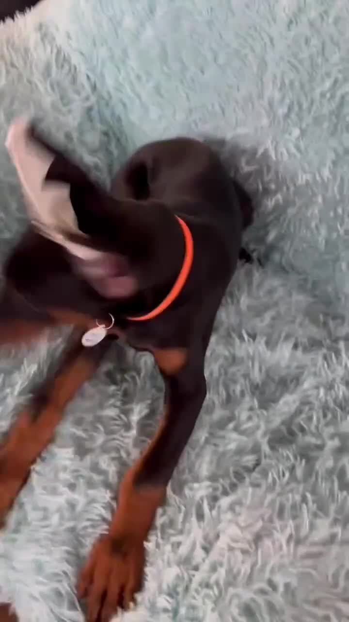Doberman Pinscher dogs for sale: Gorgeous Girl  - Video 3