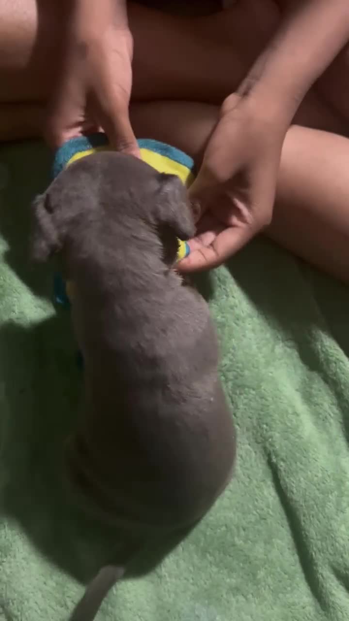 American Bully dogs for sale: Max - Video 1