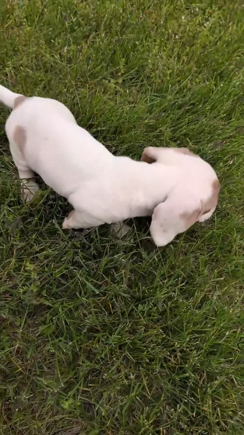 Miniature Dachshund dogs for sale: Micah - Video 1