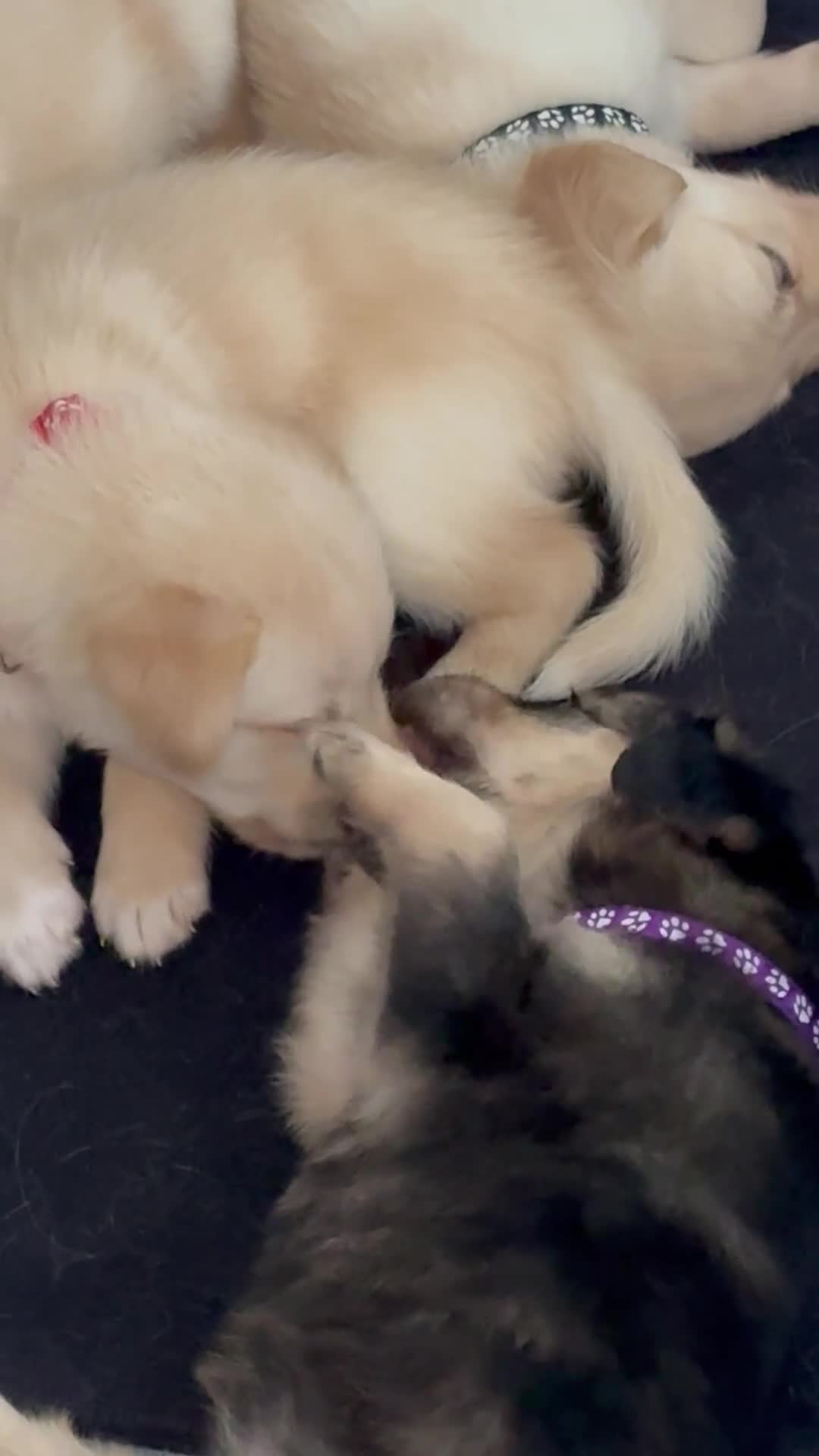 Mixed Breed dogs for sale: Nilla - Video 1