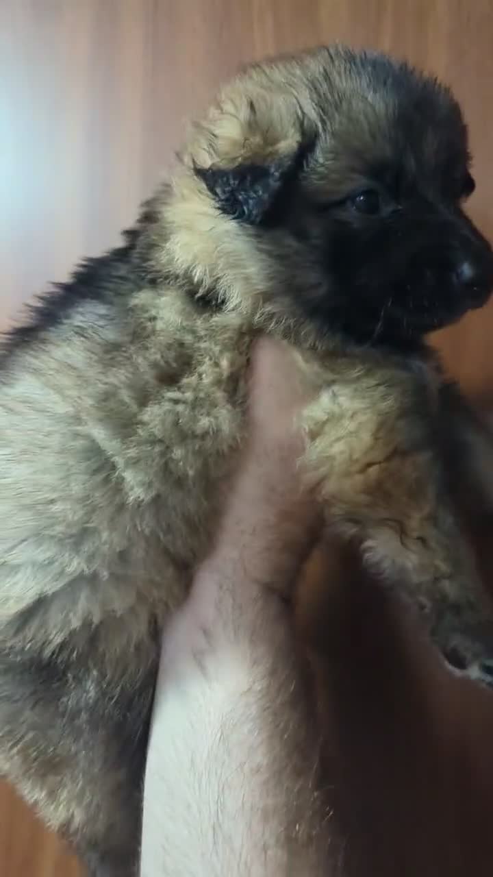 German Shepherd dogs for sale: Ratite  - Video 1