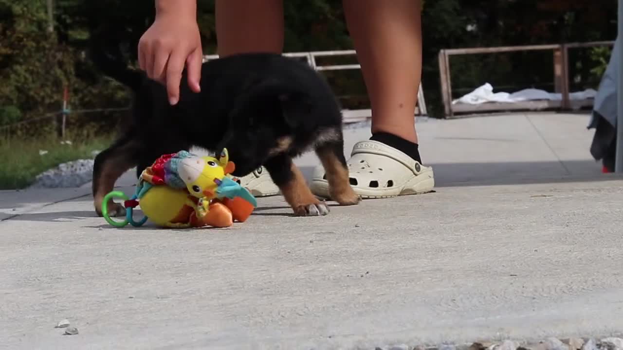 German Shepherd dogs for sale: Renae - Video 1