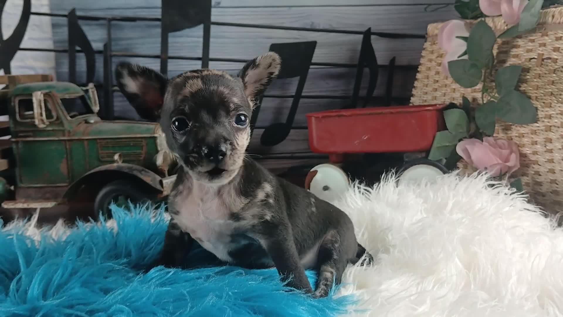 Chihuahua dogs for sale: Mouses black merle - Video 1