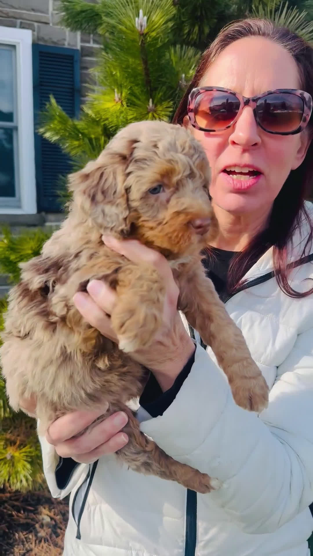 Bernedoodle dogs for sale: Daisy - Video 1