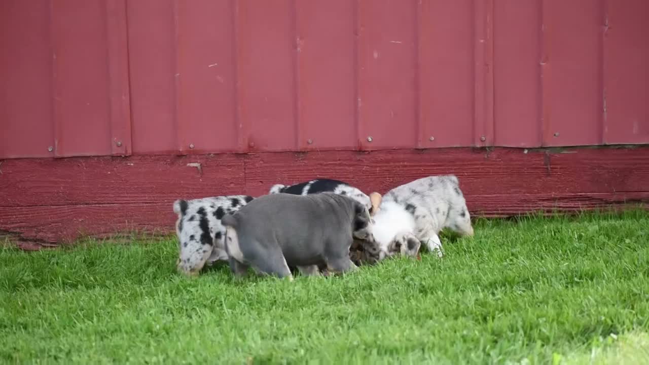 Beabull dogs for sale: Hank - Video 1