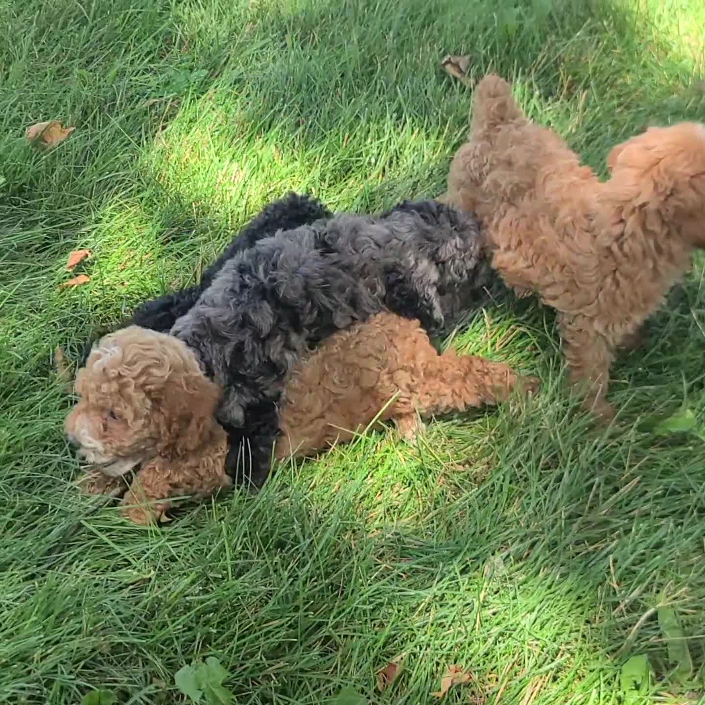 Cockapoo dogs for sale: Trevor - Video 1