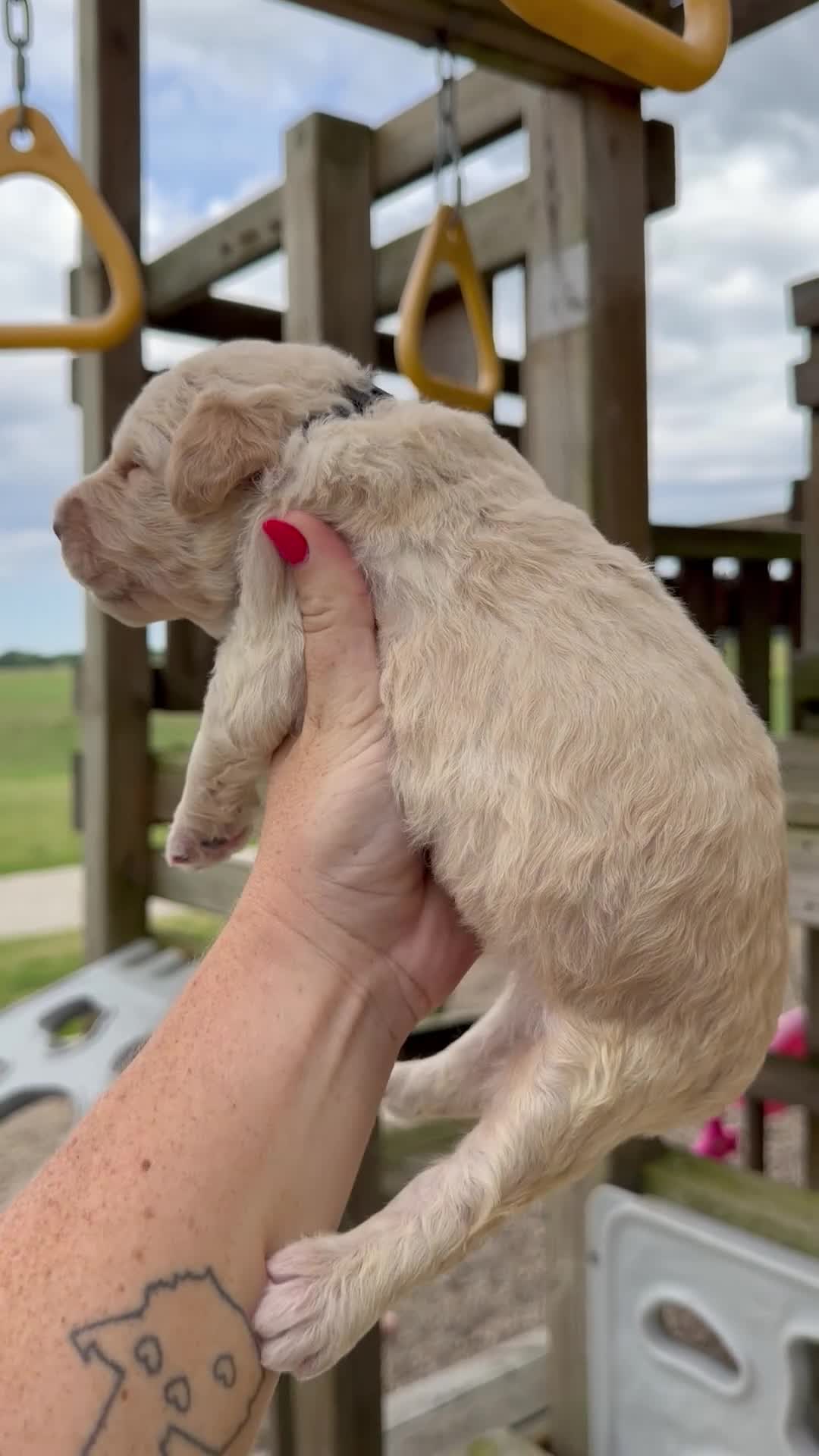 Goldendoodle dogs for sale: Marvin - F1b - Video 1