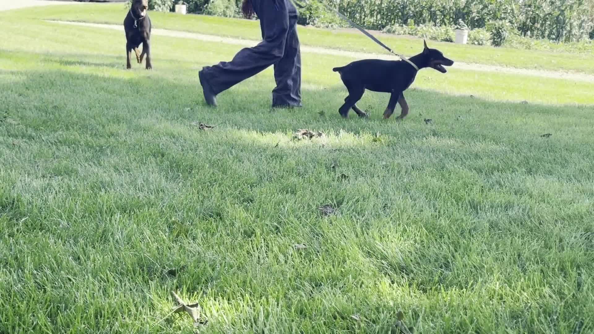 Doberman Pinscher dogs for sale: Zinnia - Video 1