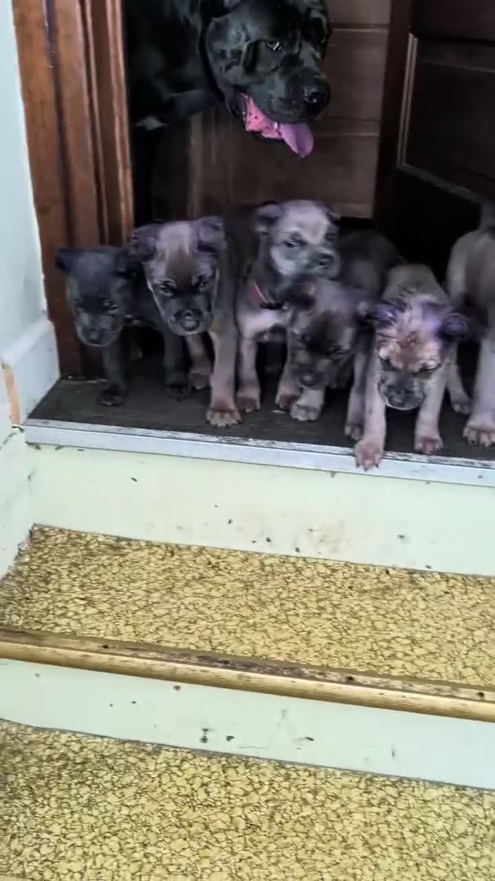 Cane Corso dogs for sale: Cane Corso 2 - Video 1
