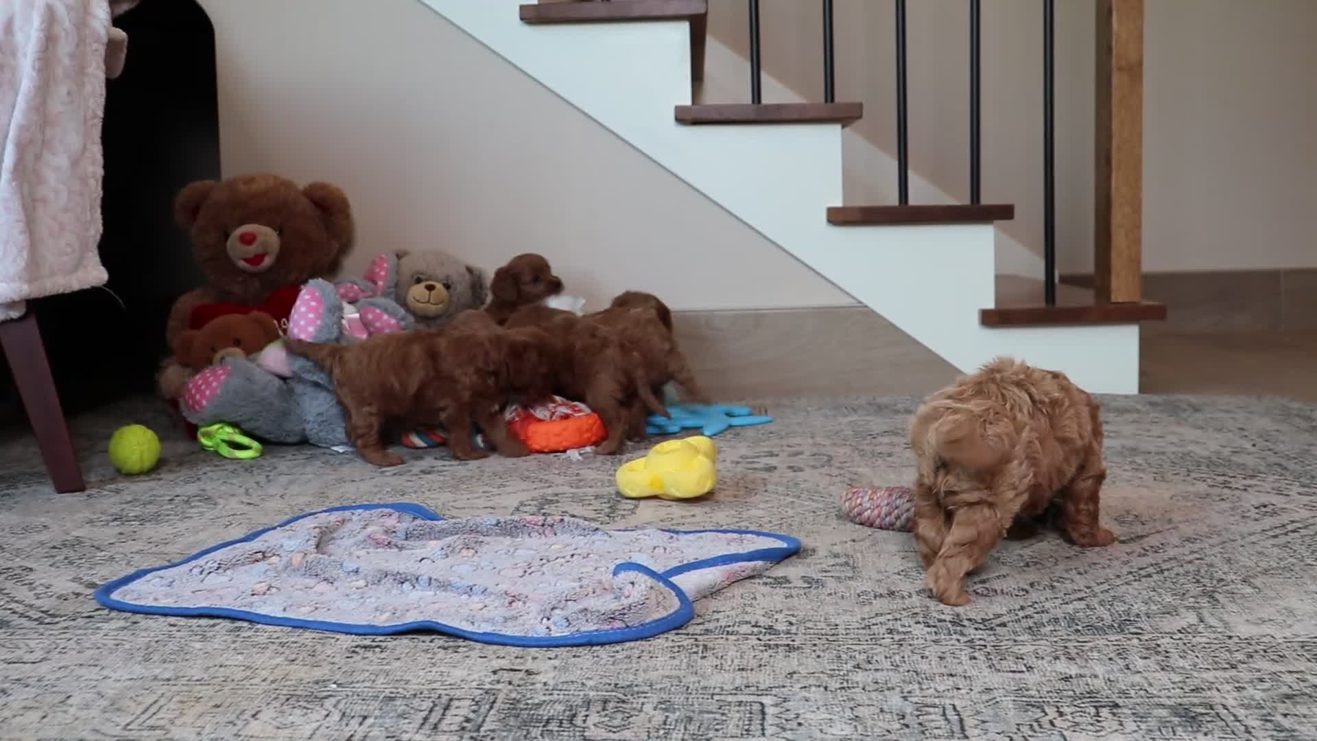 Cavapoo dogs for sale: Milo - Video 1