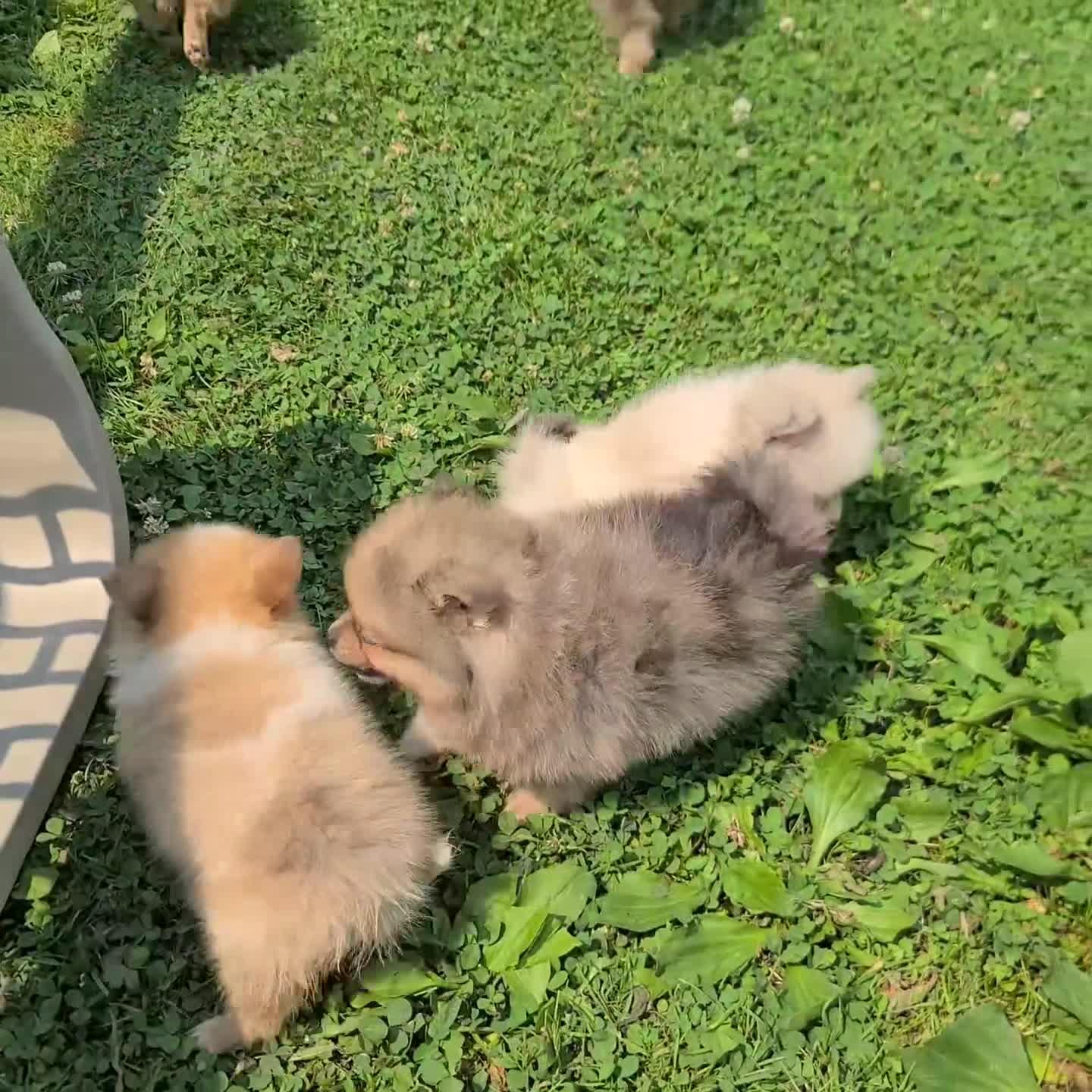 Pomeranian dogs for sale: Sonny - Video 1