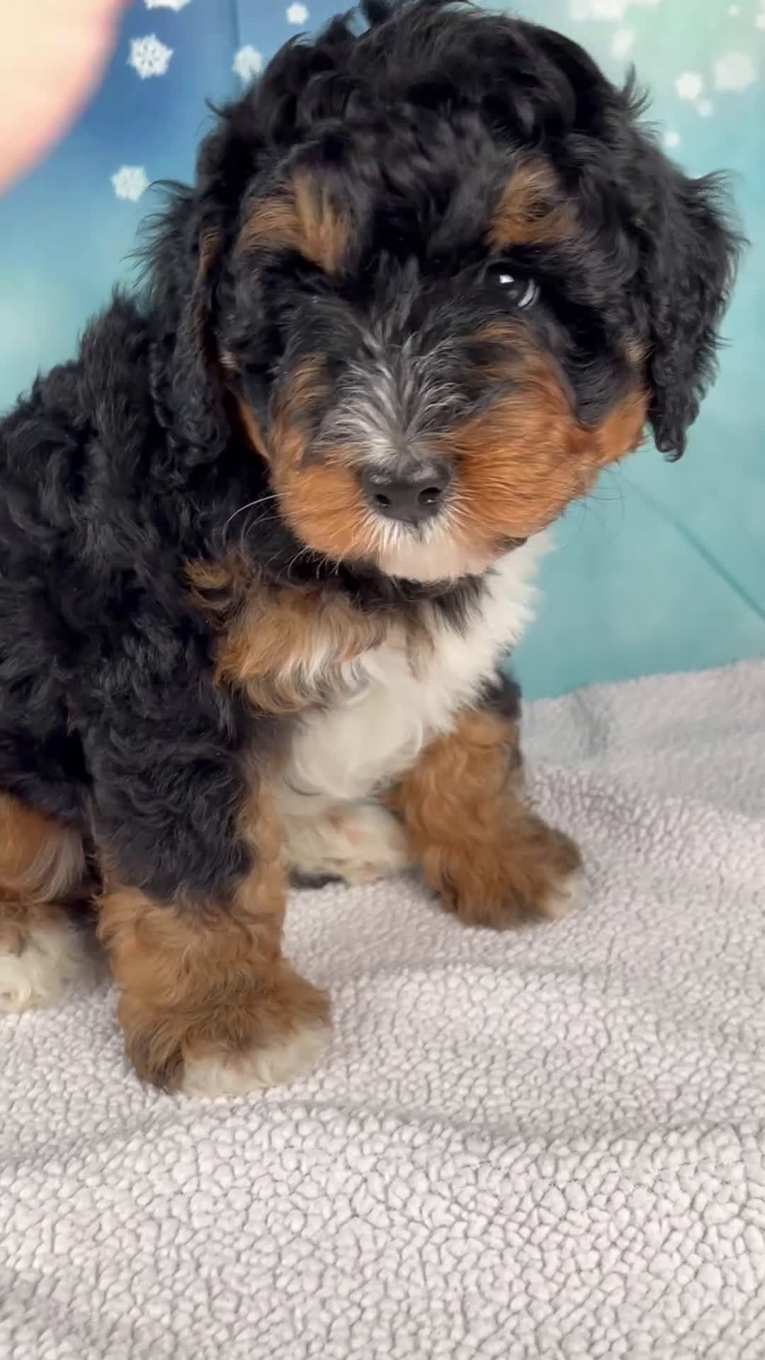 Mini Bernedoodle dogs for sale: Caiden - Video 1