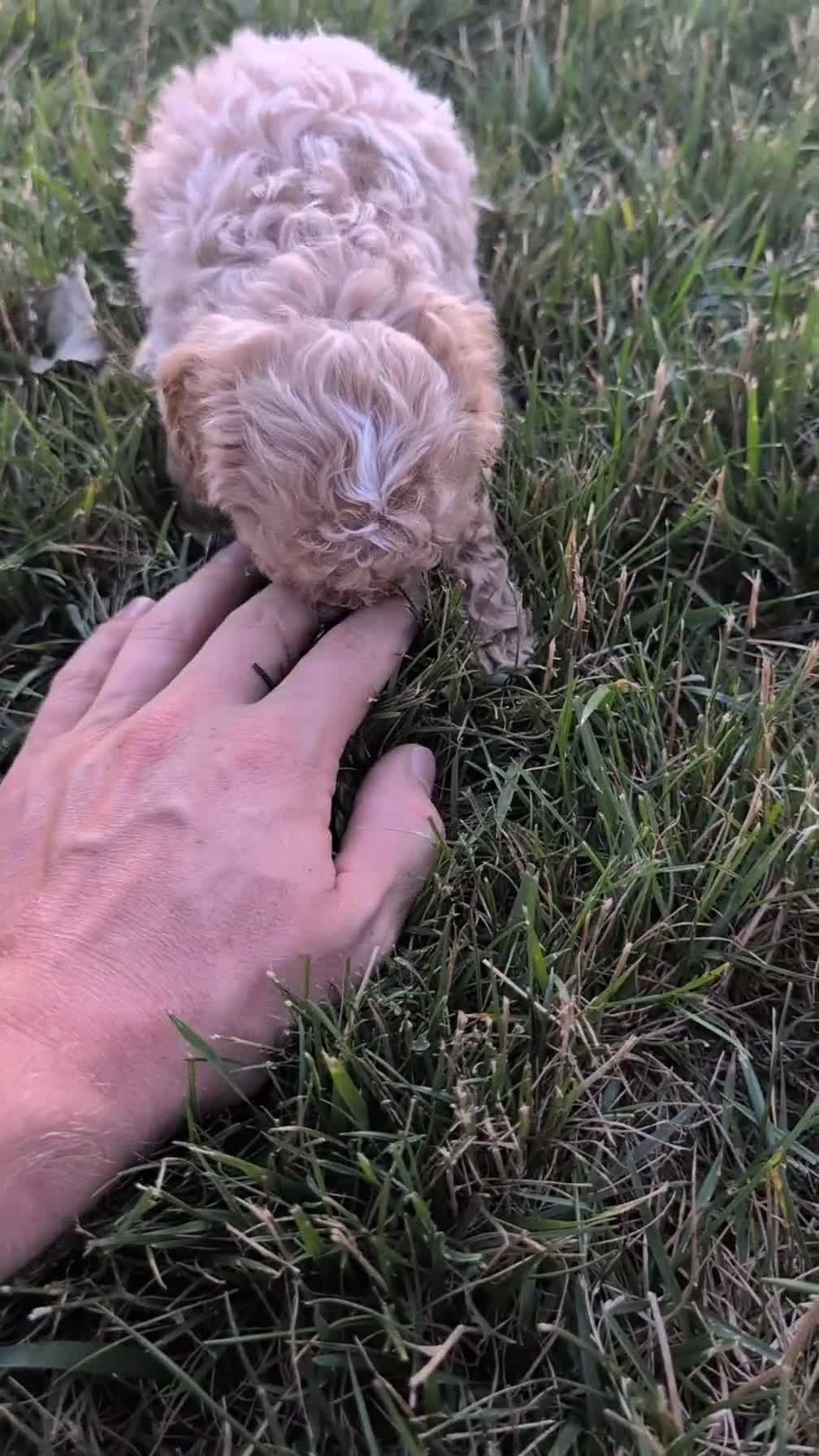 Cavapoo dogs for sale: Saint - Video 1