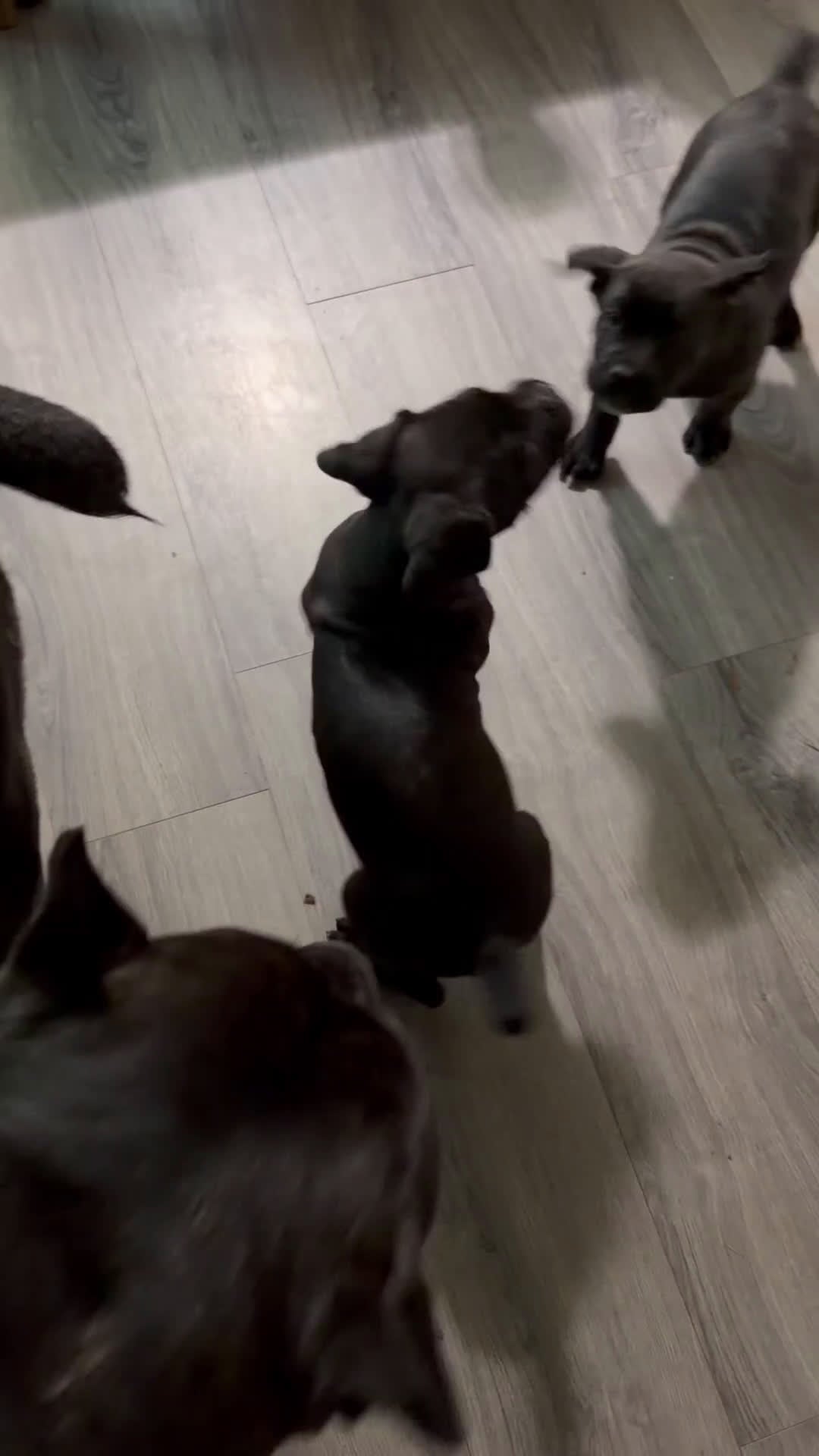 Cane Corso dogs for sale: Baby Boy  - Video 1