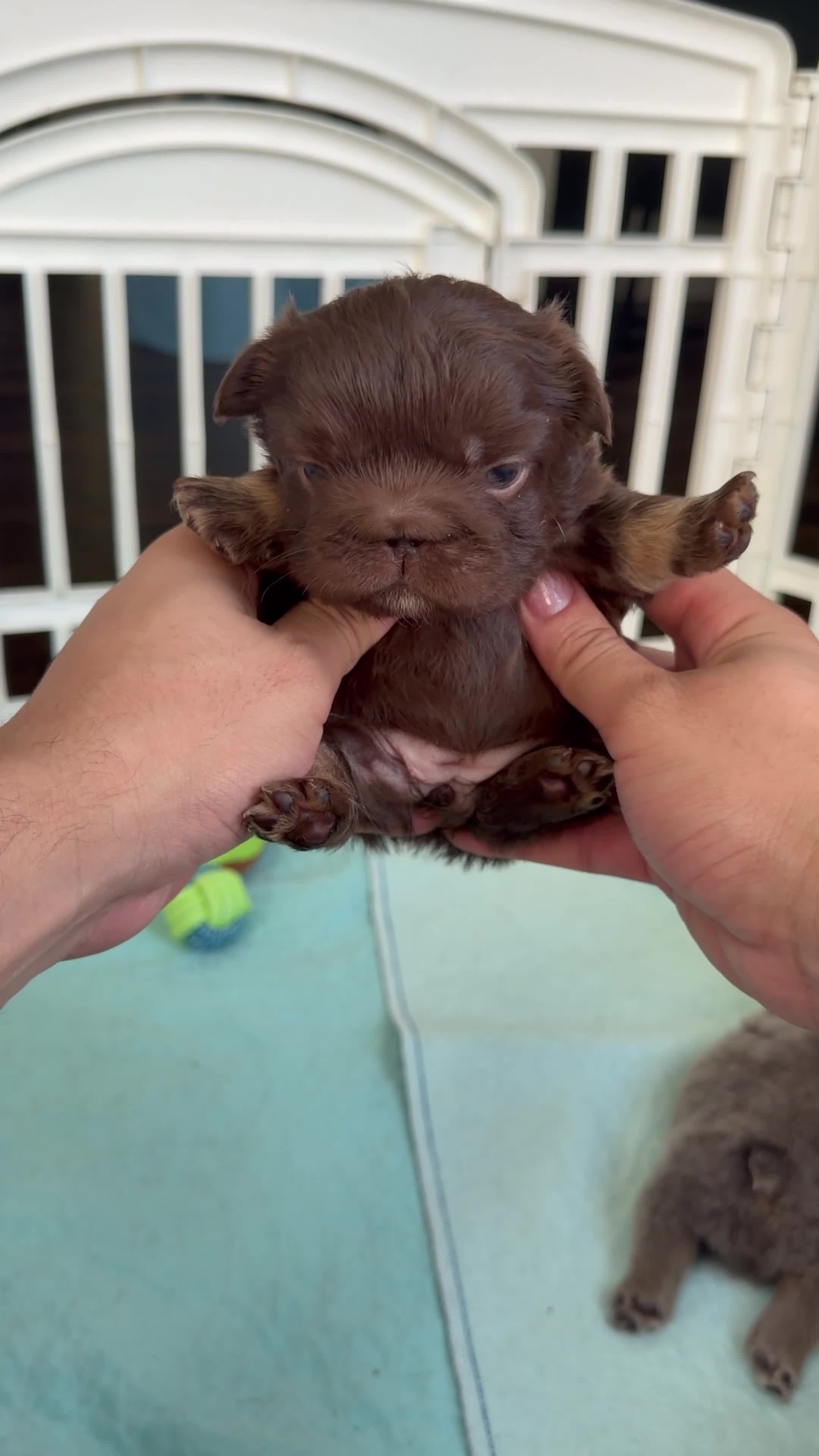 French Bulldog dogs for sale: Skittles - Video 3