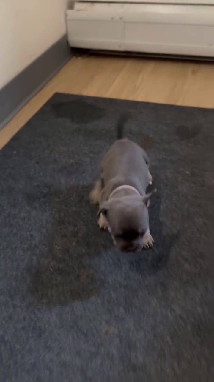 Mixed Breed dogs for sale: Mars - Video 2