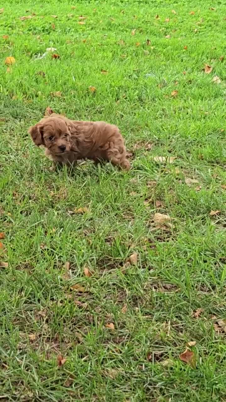 Cavapoo dogs for sale: Simba - Video 1