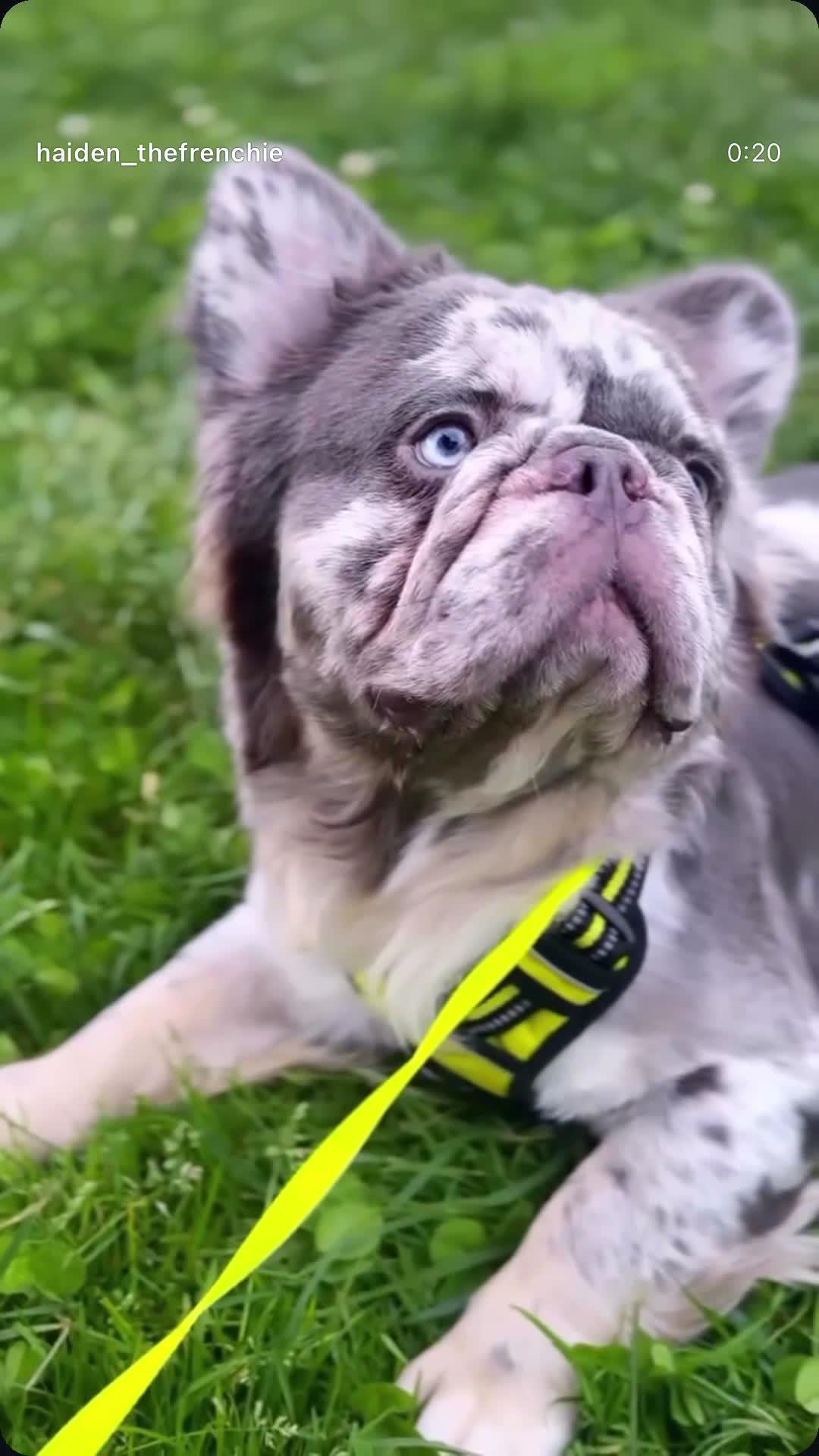 French Bulldog dogs for sale: French Bulldog Puppy 5 - Video 1