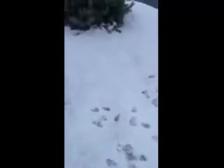 Pug dogs for sale: Pug 1 - Video 2