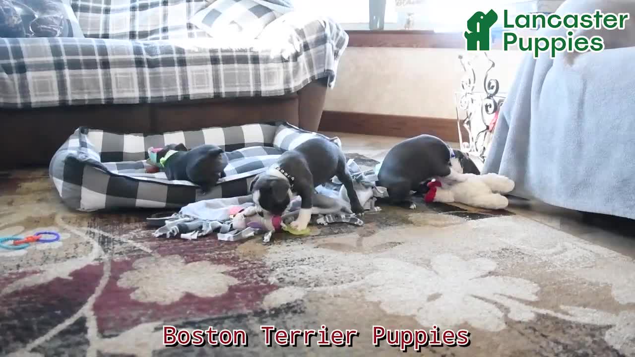 Boston Terrier dogs for sale: Kendrick - Video 1