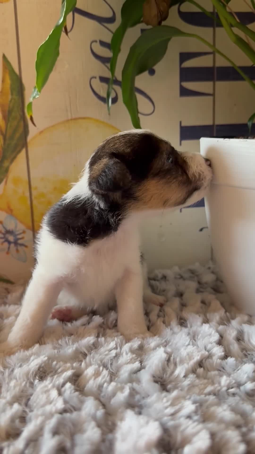 Wire Fox Terrier dogs for sale: Bonnie Hopps - Video 1