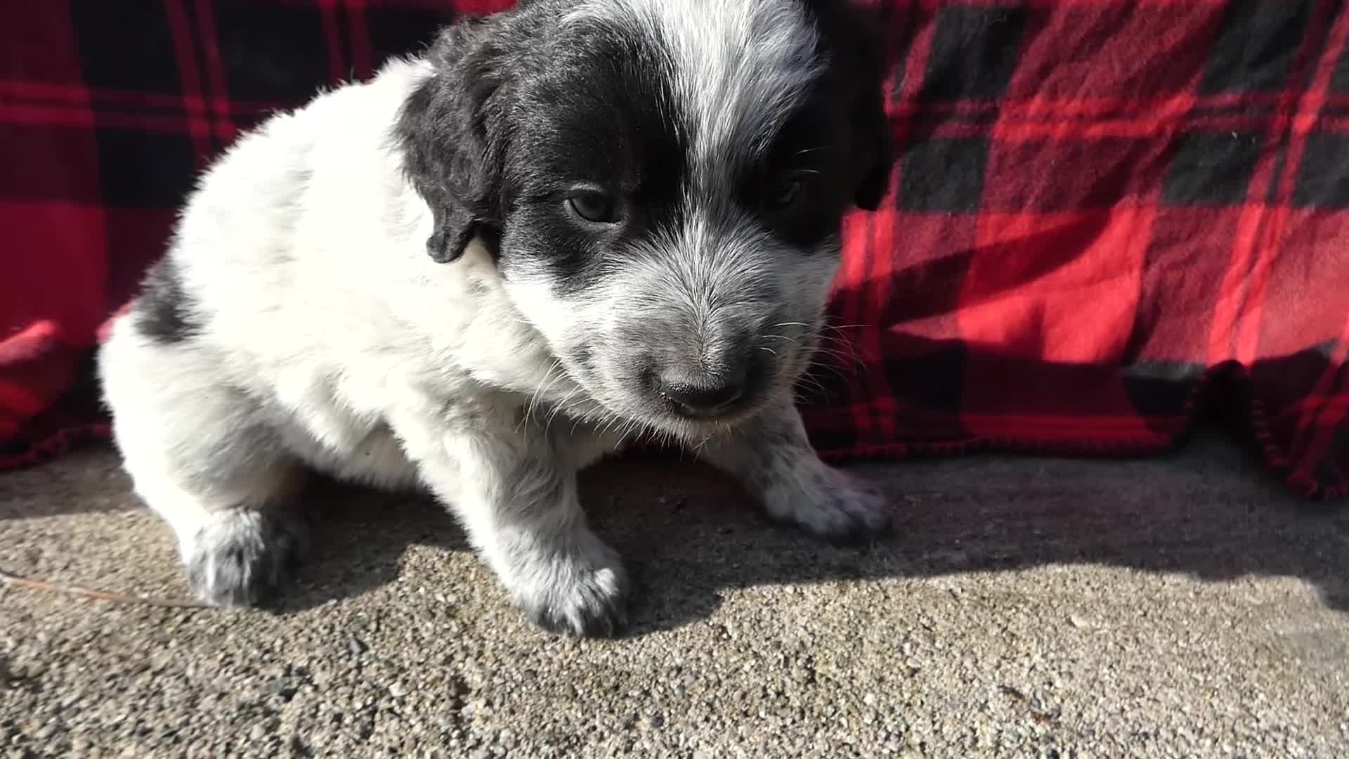 Great Pyrenees dogs for sale: Great Pyrenees Puppy 5 Roman - Video 1