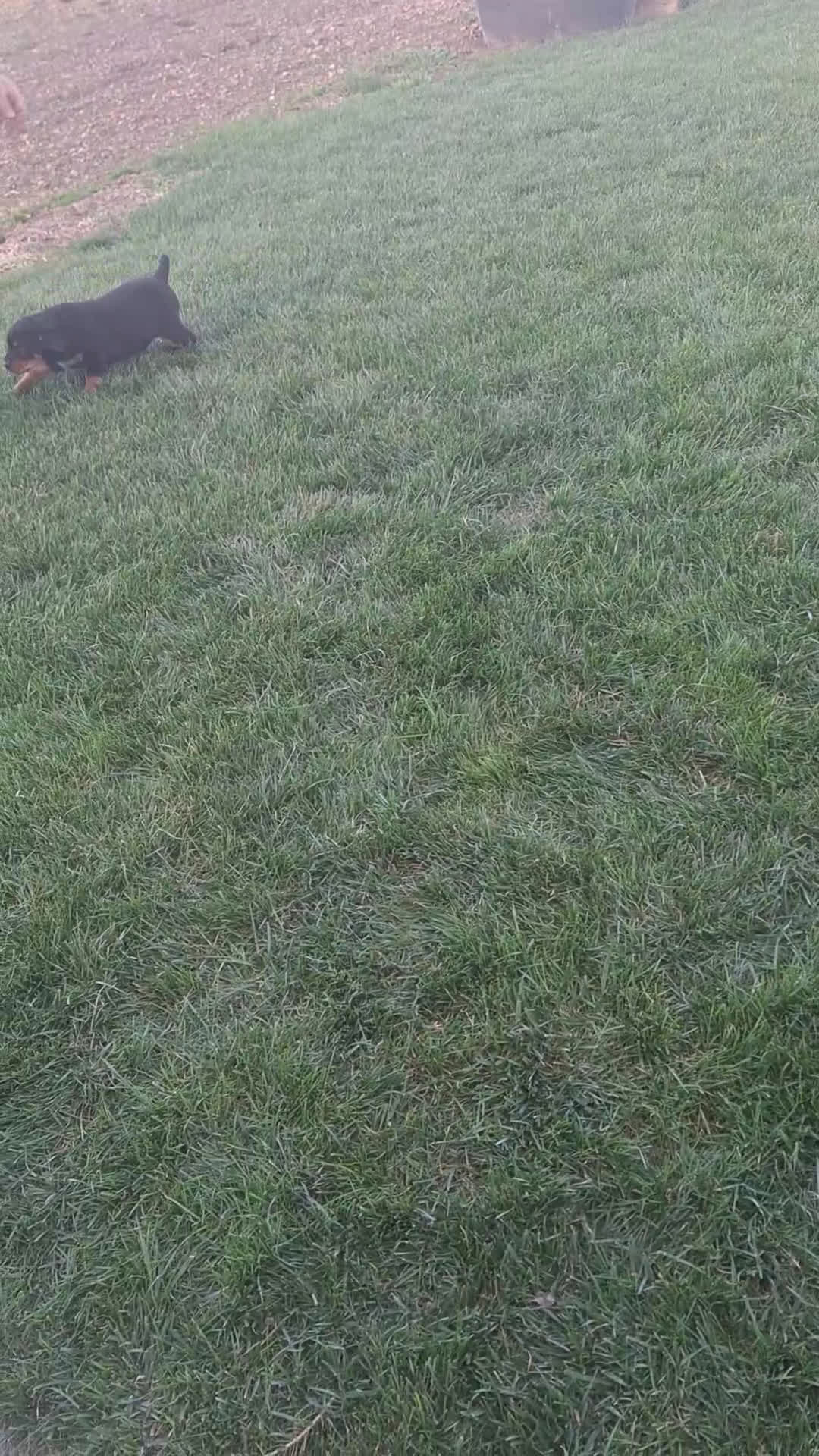 Mixed Breed dogs for sale: Jane - Video 4