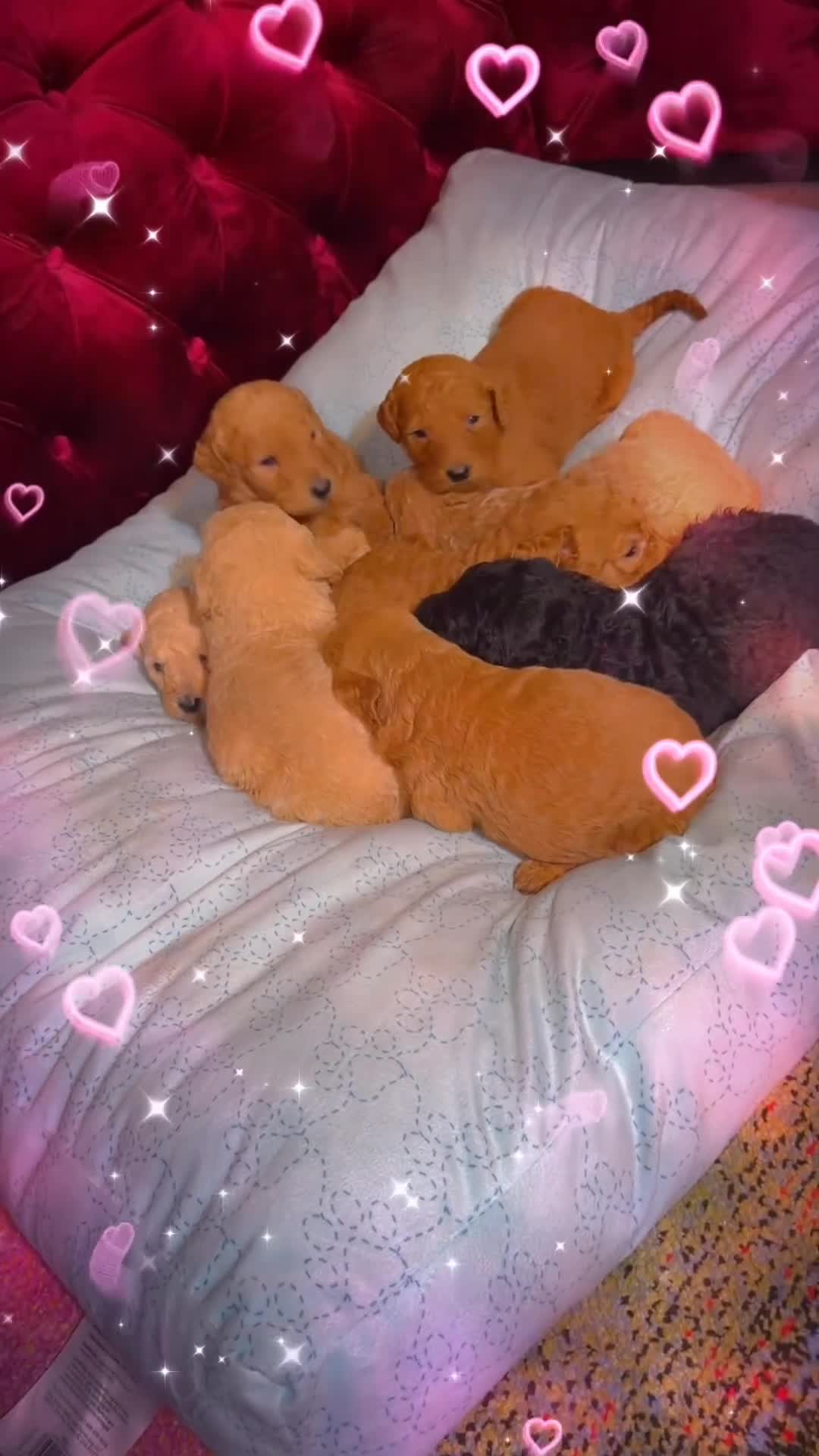 Goldendoodle dogs for sale: Goldendoodle 4 - Video 3