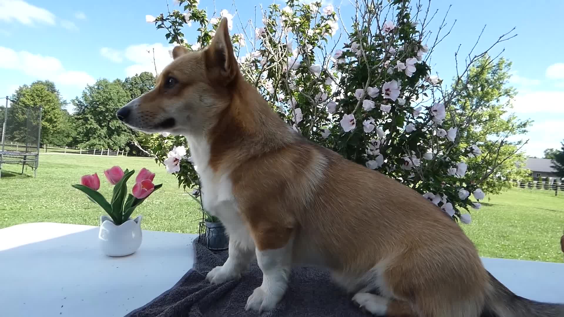 Welsh Corgi Pembroke dogs for sale: Welsh Corgi Pembroke 1 Sampson - Video 1