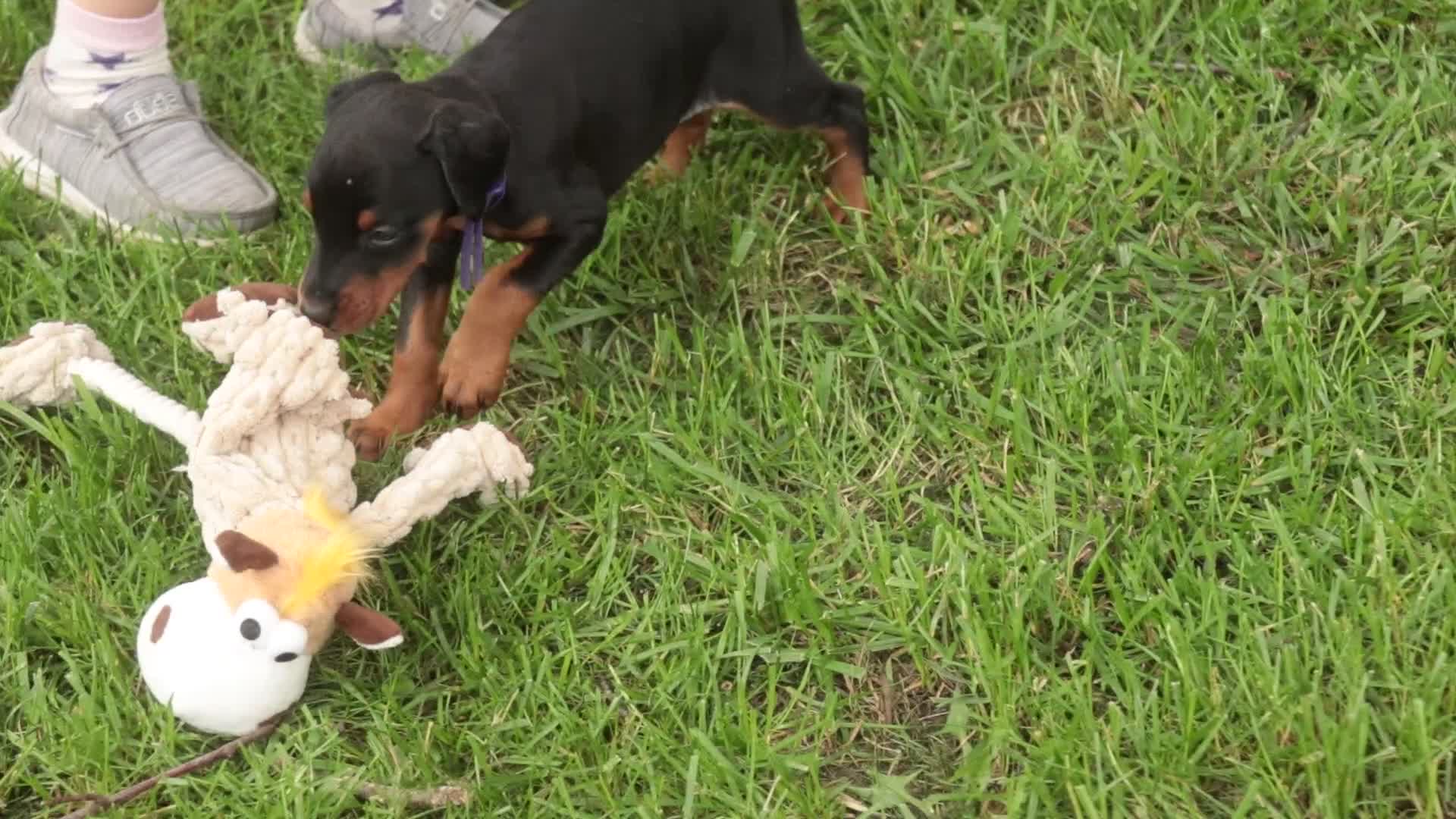 Doberman Pinscher dogs for sale: Elowen - Video 1