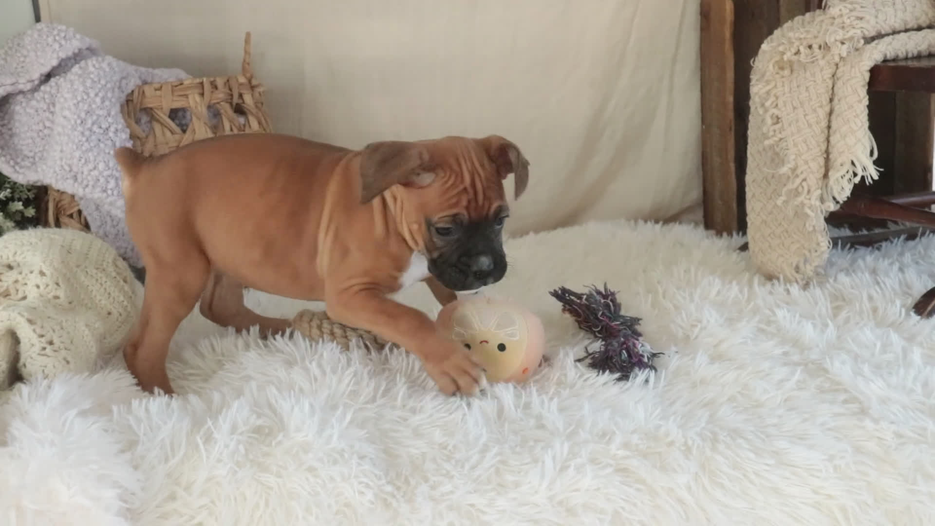 Boxer dogs for sale: Stella - Video 1