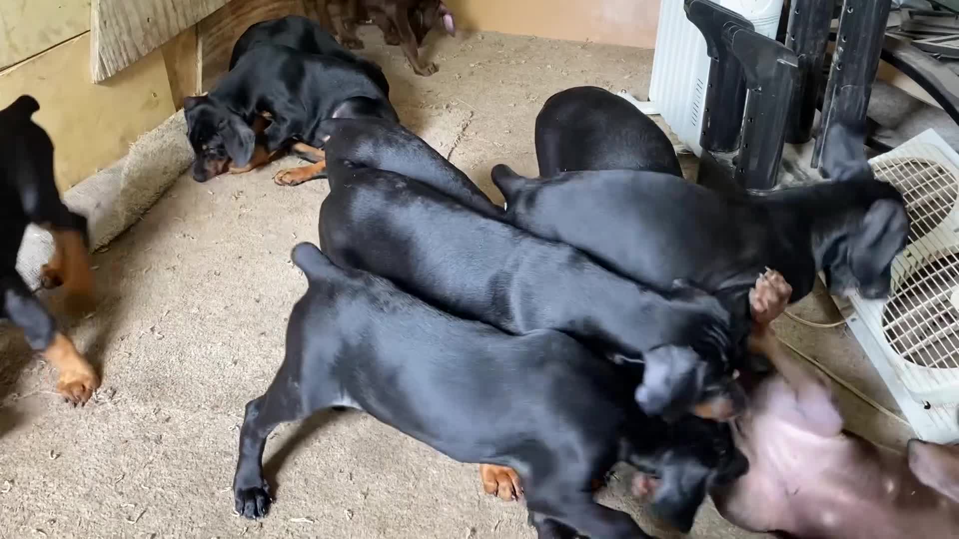 Doberman Pinscher dogs for sale: Doberman Pinscher Puppy 4 - Video 3