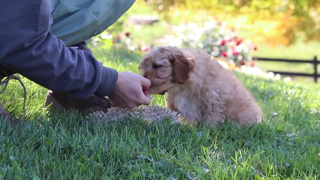 Yorkiepoo dogs for sale: Asher - Video 1