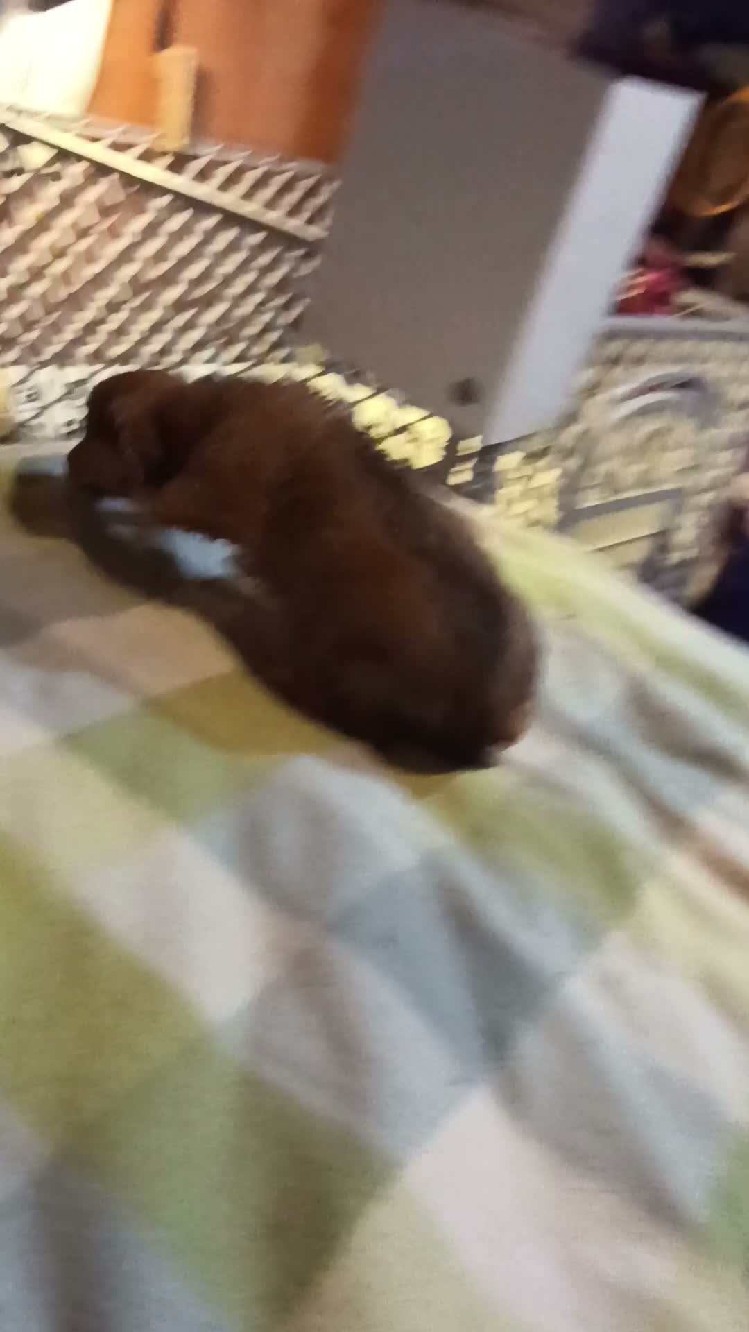 Mixed Breed dogs for sale: Chuck  - Video 2