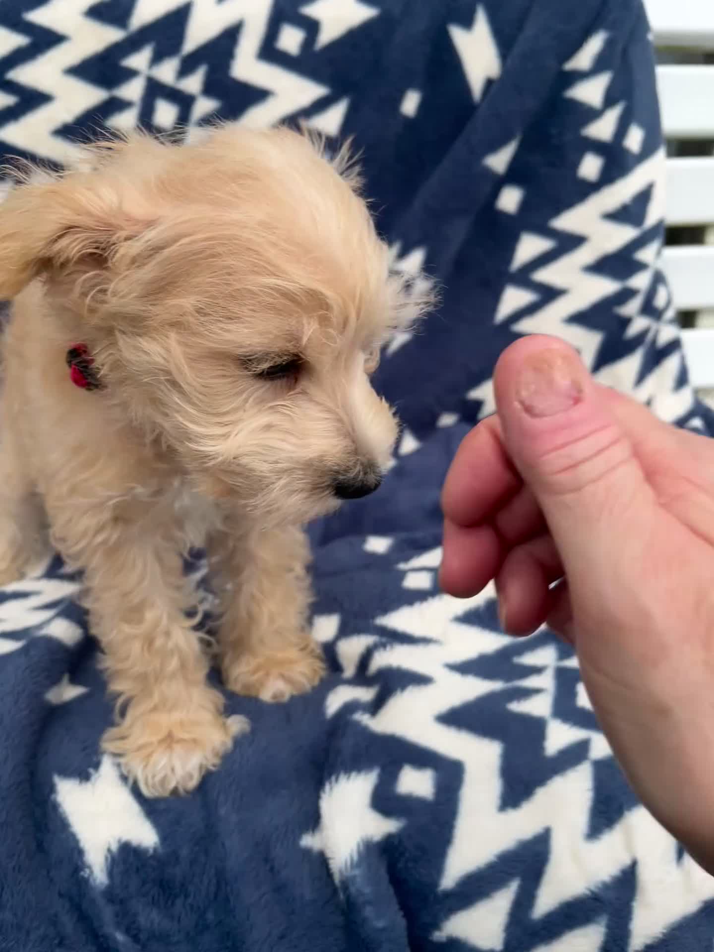 Miniature Schnauzer dogs for sale: AKC Leo - Video 1