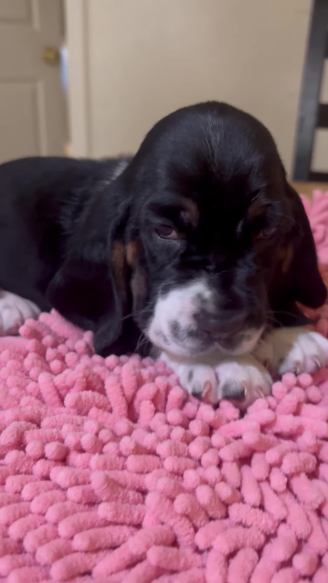 Basset Hound dogs for sale: Basset Hound 3 - Video 1