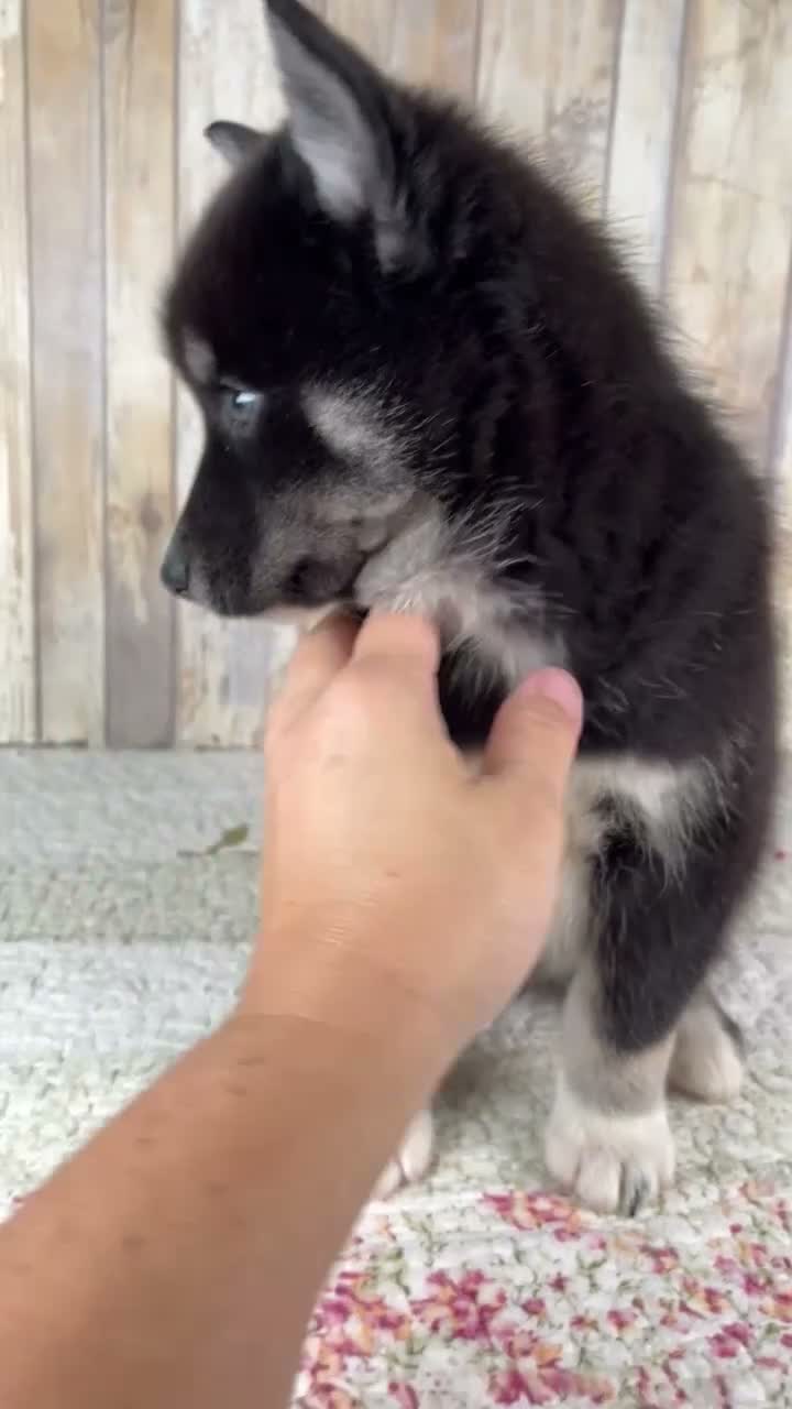 Pomsky dogs for sale: Bruno - Video 1