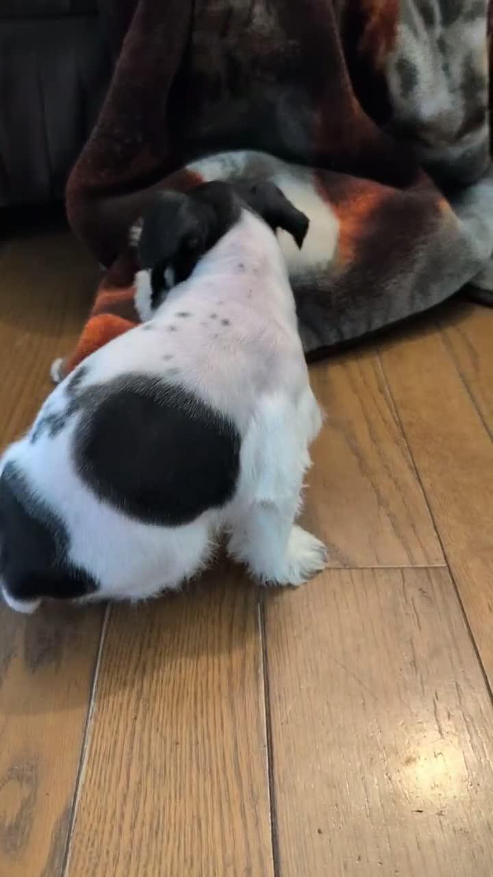 Miniature Schnauzer dogs for sale: Zeus - Video 1