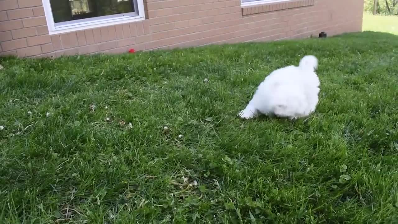 Maltese dogs for sale:  Justin  - Video 1