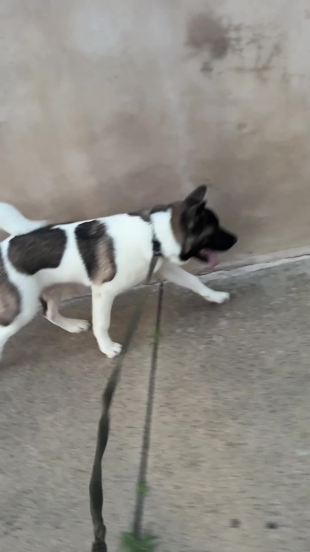 Akita dogs for sale: Akita 1 - Video 2