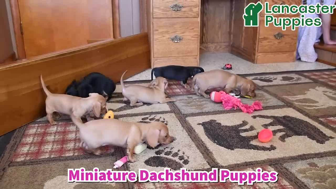 Miniature Dachshund dogs for sale: Shawn  - Video 1