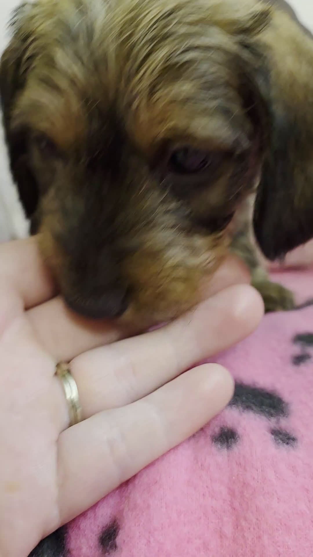 Miniature Dachshund dogs for sale: Thelma - Video 1