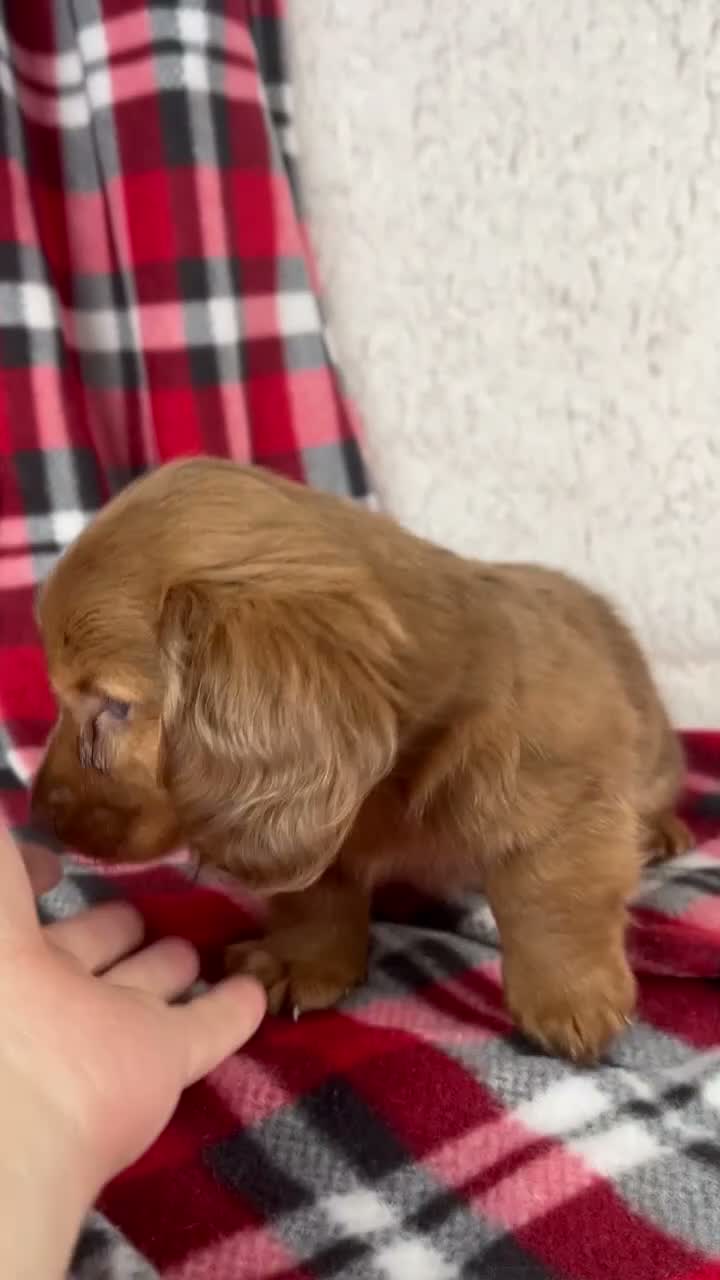 Dachshund dogs for sale: Elvis - Video 1