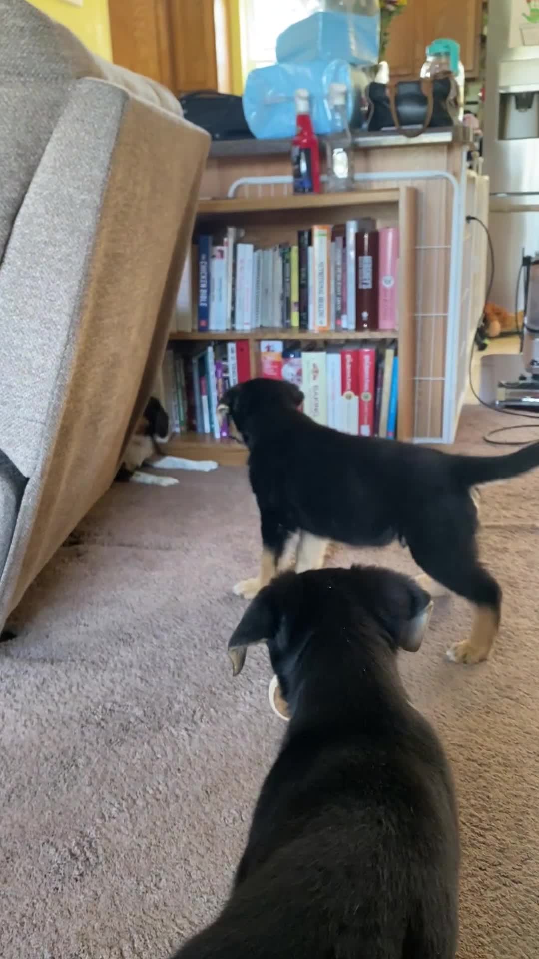 Mixed Breed dogs for sale: Mixed Breed Puppy 6 - Video 1
