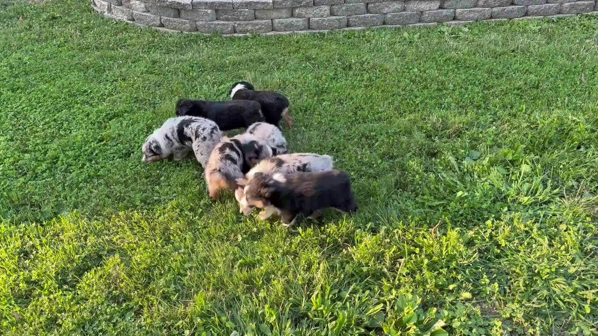 Australian Shepherd dogs for sale: Murphy - Video 1