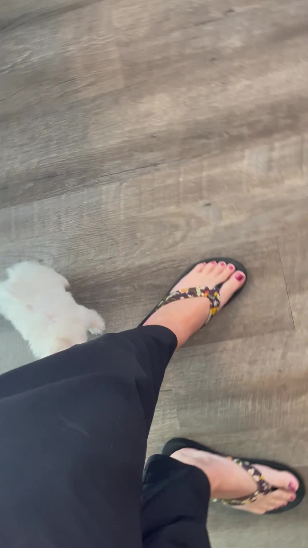 Maltese dogs for sale: Teacup Tenley - Video 1